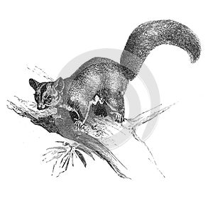 TheÂ sugar glider in the old book Meyers Lexicon, vol. 2, 1897, Leipzig